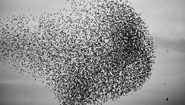 Swarm Intelligence