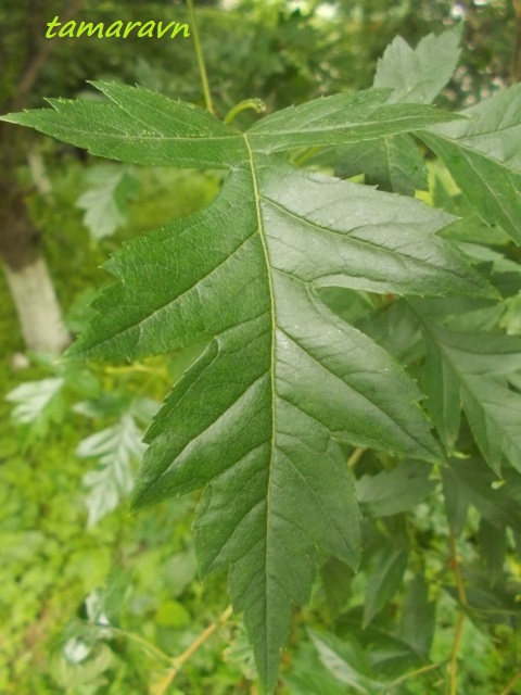 Боярышник перистонадрезанный (Crataegus pinnatifida)