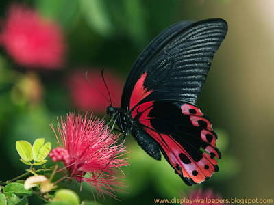 Butterfly Desktop Wallpaper HD