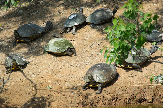 Sunbathing Turtles, Smith Oaks Rookery