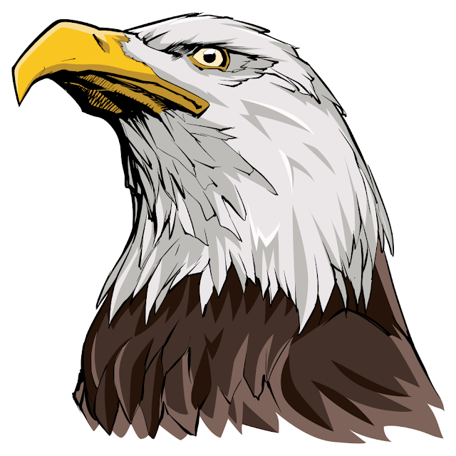 Portrait illustration of North American Bald Eagle.