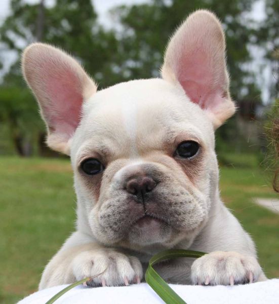 About 'baby covered in french bulldog puppies'|A Guru for ...