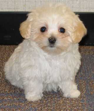 Cute White Poodle Puppy