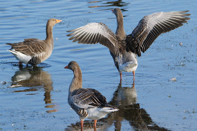 Grauwe Gans - Skiere Goes - Anser anser