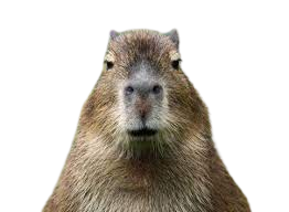 capybara png