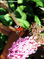 Nachtpfauenauge und Sommerflieder