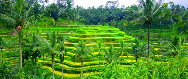 rice terraces of Tegallalang (Ubud)