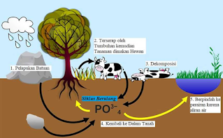 Pengertian Siklus Fosfor