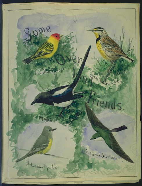 The Birds Of North America Audubon