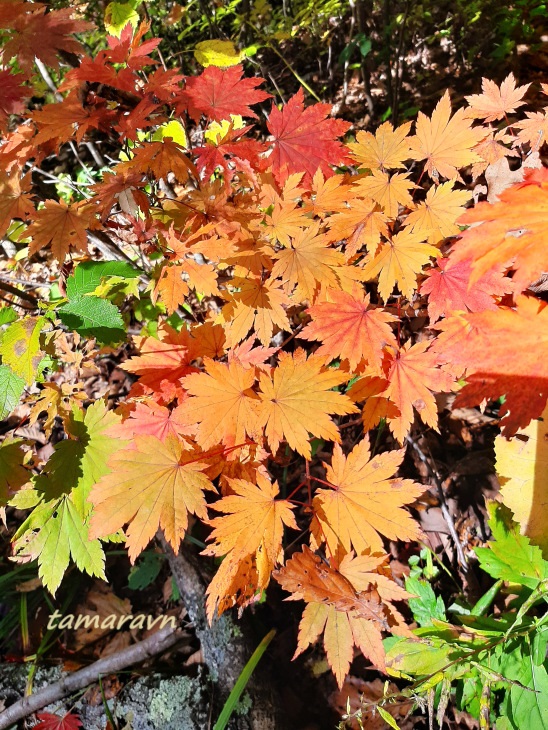 Клён ложнозибольдов (Acer pseudosieboldianum)