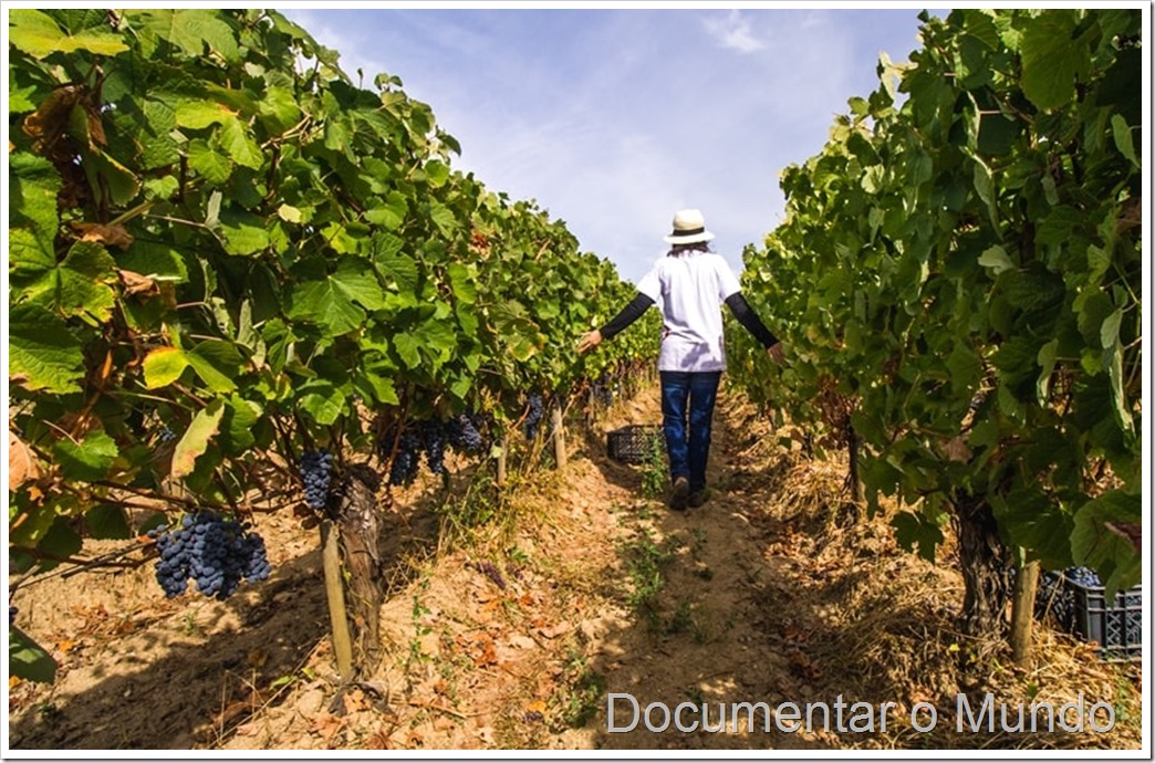Quinta de Lemos, Rota dos vinhos do Dão