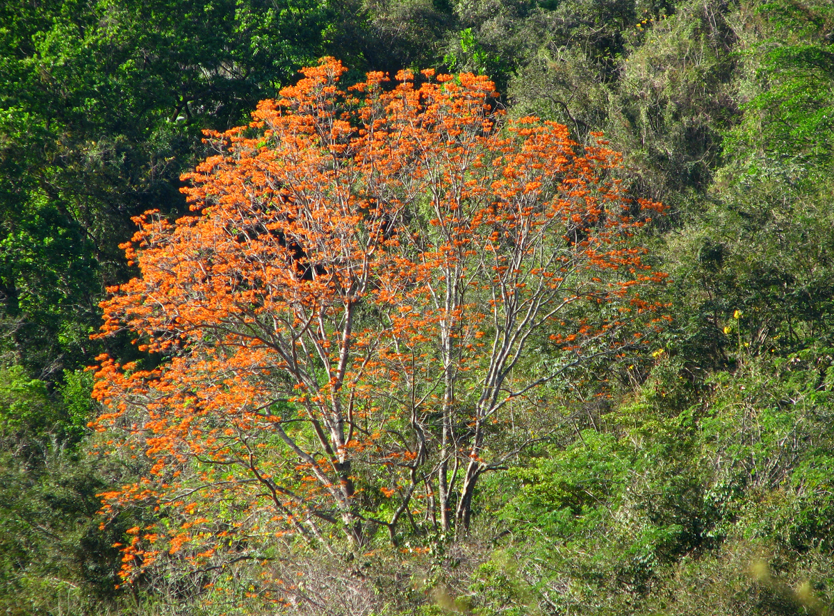  Orange  Flowering Tree 