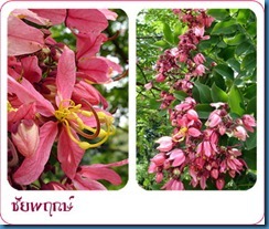 ชัยพฤกษ์