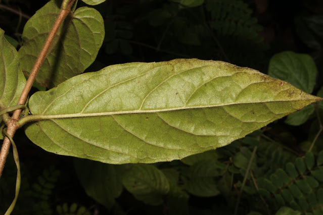 Premna vietnamensis