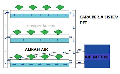 Cara menanam hidroponik