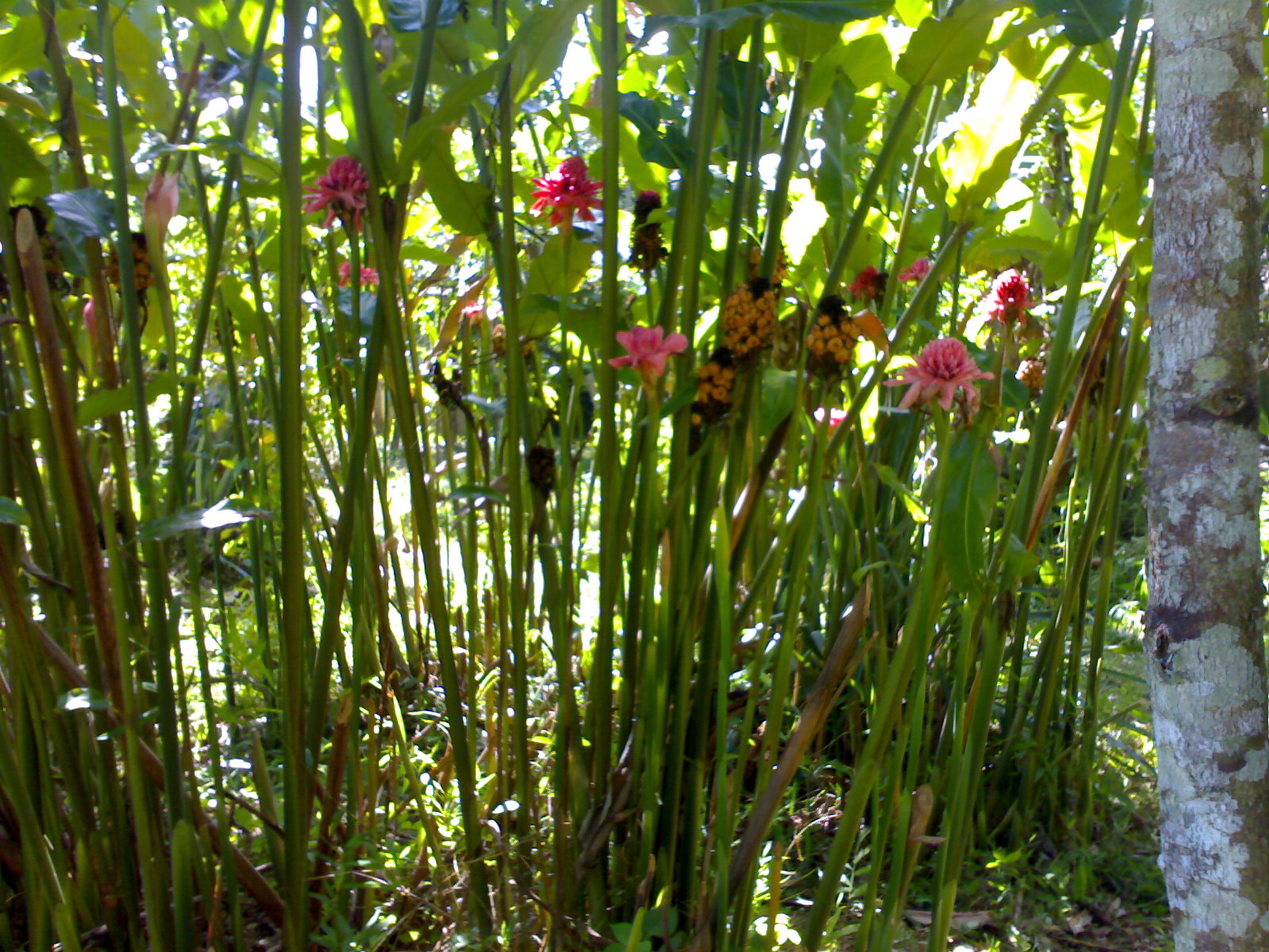 SISIK LANTAI Bunga Kantan 