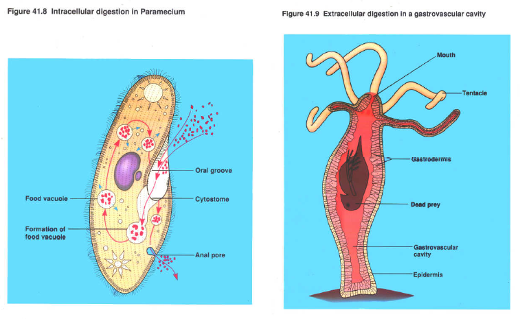 Sistem Pencernaan Pada Hewan  Vertebrata  dan Invertebrata 