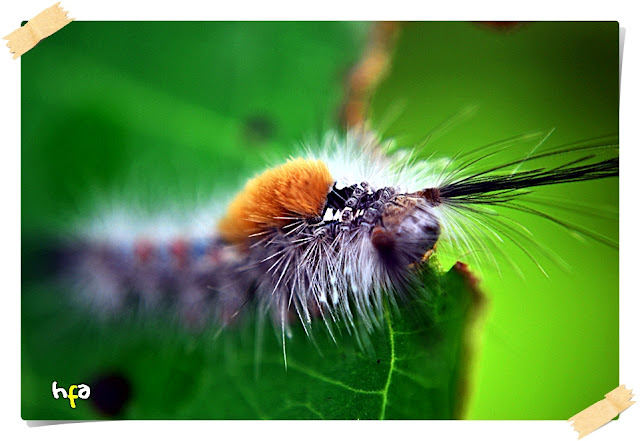 ulat bulu (caterpillars) bermacam jenisnya dan banyak yang beracun atau menyebabkan gatal bila tersentuh kulit