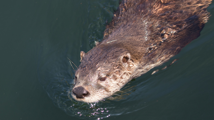 How Long Can Otters Hold Their Breath?