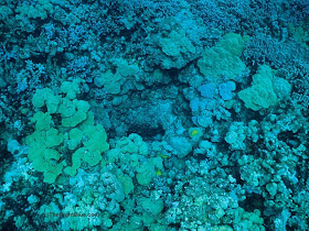 Mouth of a shallow hydrothermal vent at Puako Reef in Hawaii reef