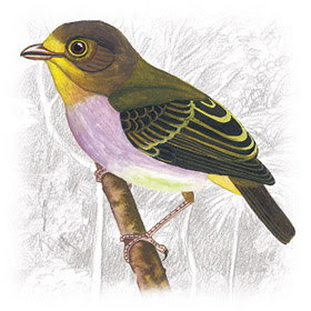 Pássaro Papinho-Amarelo (Piprites chloris)
