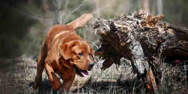  Fox red labrador retriever : Training, Health, Diet, Temperament