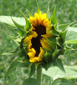 A Bashful Sunflower Blossom Yawning