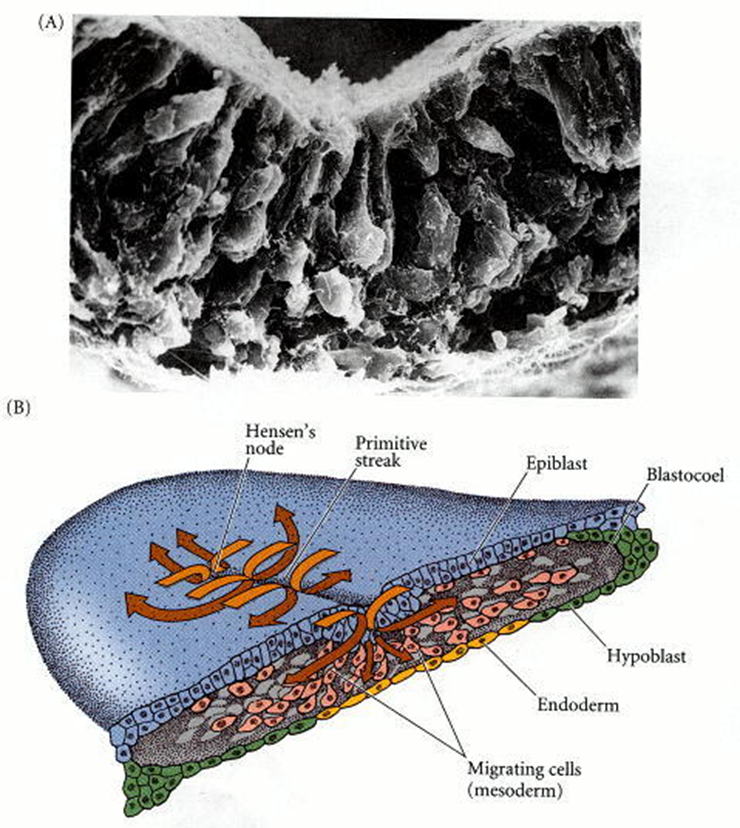 Migración de células endodérmicas y mesodérmicas a través del tallo primitivo. (A) La micrografía electrónica de barrido muestra que las células epiblastas pasan al blastoceloma y extienden sus extremos apicales para convertirse en células de botella. (B) Estereograma de un embrión de pollo gástrico, que muestra la relación de la línea primitiva, las células migratorias y las dos capas originales del blastodermo. La capa inferior se convierte en un mosaico de células hipoblastos y endodérmicas; Las células de hipoblasto finalmente se separan para formar una capa debajo del endodermo y contribuyen al saco vitelino.