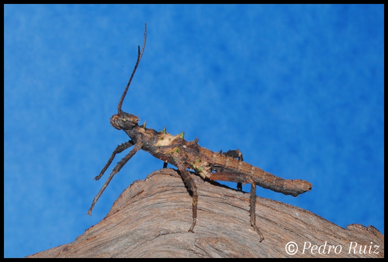 Ninfa macho L3 de Haaniella dehaani, 4,5 cm de longitud