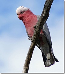 Cockatoo