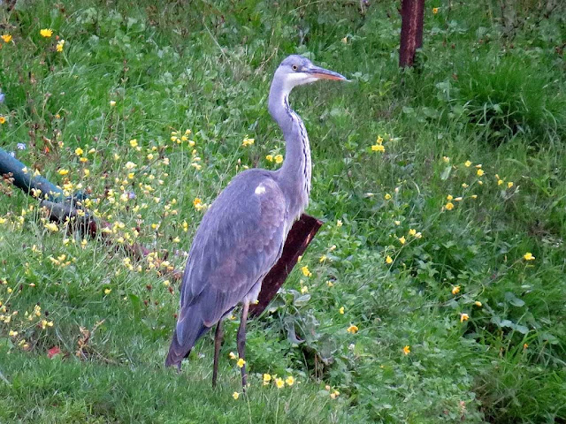 Heron, Fortezza Nuova, Livorno