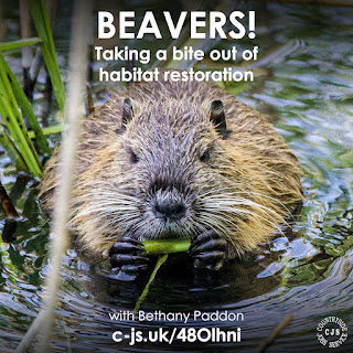 A beaver holding a piece of vegetation between it's front paws and nibbling on that whilst emerged in a river amongst green plants. Text reads: Beavers! Taking a bit out of habitat restoration