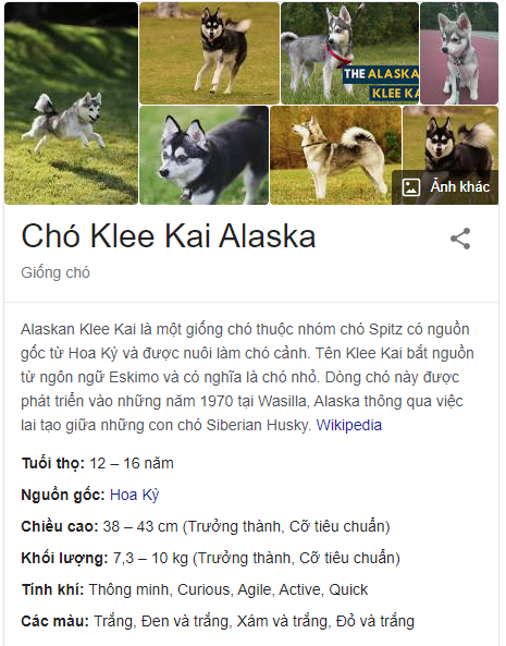 Alaskan Klee Kai