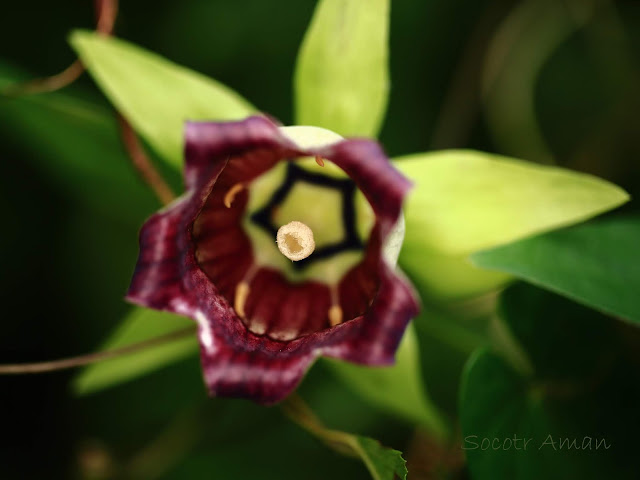 Codonopsis lanceolata