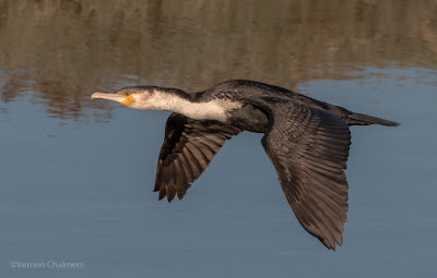 White-Breasted Cormorant: Birds in Flight Photography Cape Town - EOS 70D