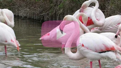 Thumbnail featuring pink flamingos in water with a pink video play button in the center