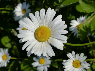 Marguerite - Leucanthemum vulgare