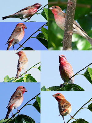 "Common Rosefinch - collage."