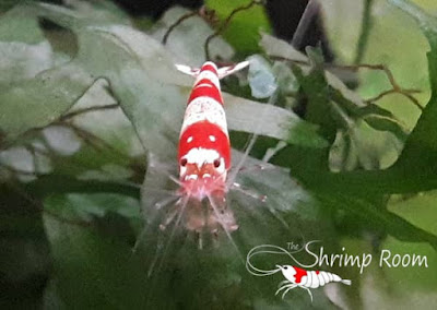 Adult crystal red shrimp