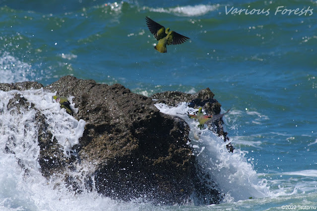 Green pigeons at Rocky Shore