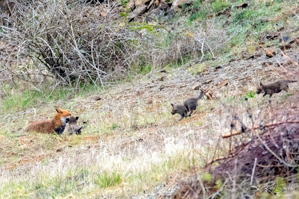 Foxes