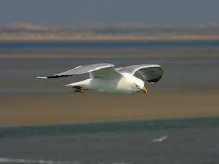 Seagull Flying