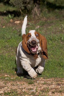 Running Basset Hounds Seen On www.coolpicturegallery.us