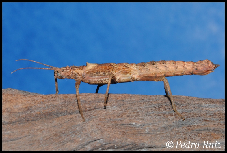 Ninfa hembra L5 de Tisamenus serratorius, 5,5 cm de longitud