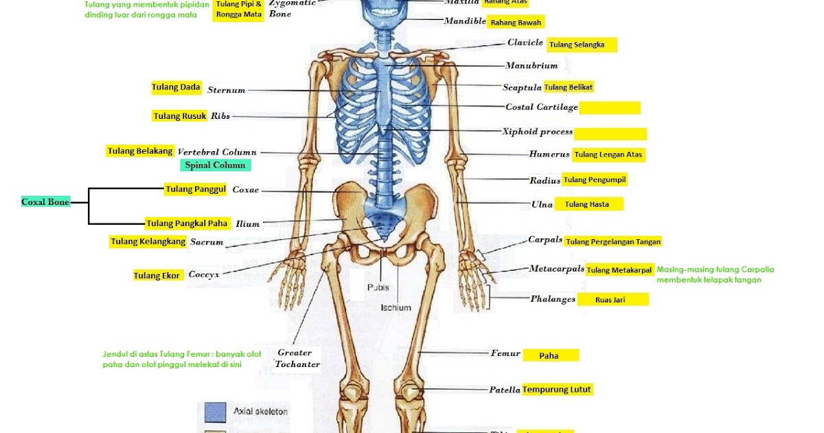10 Fakta Tentang Tulang Manusia BLOGCASK