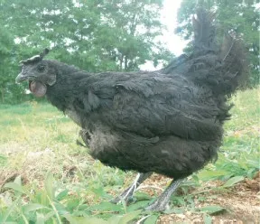 세계 최초 검은 닭 비밀 풀 오계(烏鷄) 유전체 지도 작성