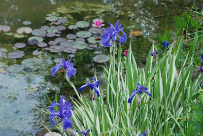 Iris laevigata 'Variegata'