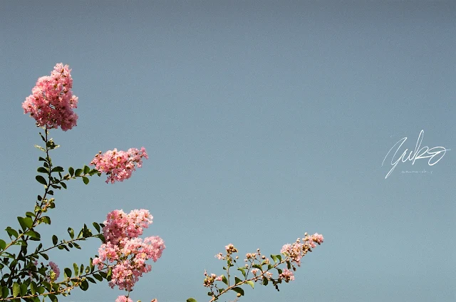 Crape myrtle against the clear sky in daylight.