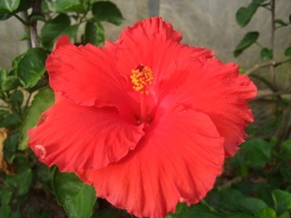 DSCF1752