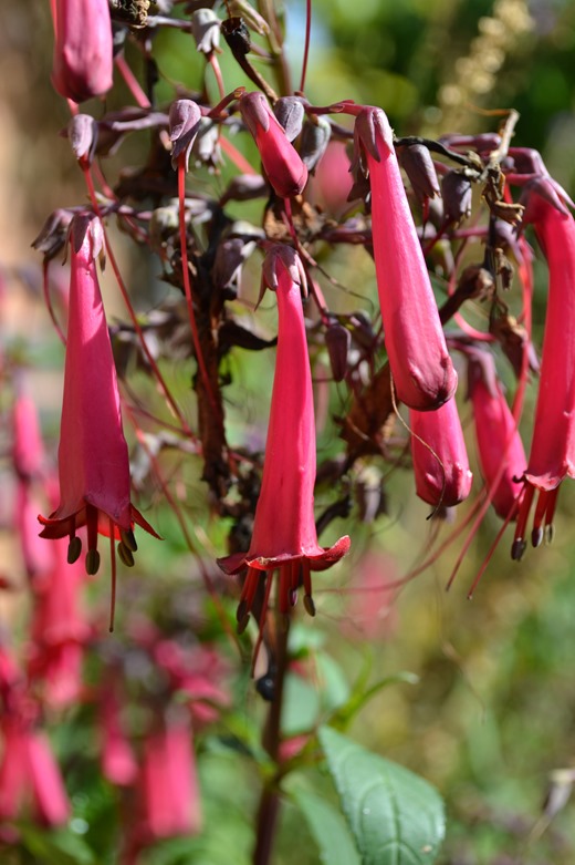 Cape fuchsia - Latin name Phygelius